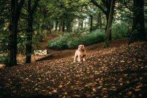 Pitch and Canvas | Glamping and Camping in Cheshire | Picture of dog in woods